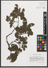 Foto von Salix appendiculata Vill.